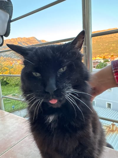 The image, oriented horizontally, features a close-up of a fluffy black cat being gently held by a person on an outdoor balcony or terrace. The cat is positioned on the right side of the frame, facing towards the left, with its head slightly tilted. It has striking green eyes, prominent long white whiskers, and a small pink tongue playfully sticking out. A patch of white fur is visible on its chest and under its chin.

A person's hand, with a light skin tone and wearing a red and white plaid long-sleeved shirt, is visible behind the cat's head, appearing to support or pet it.

The background shows an outdoor scene under a clear, bright blue sky. Metal railings run horizontally across the mid-ground, separating the subjects from the distant landscape. Beyond the railings, a mountainous or hilly terrain is visible, bathed in warm sunlight, suggesting either early morning or late afternoon. Scattered residential buildings and green trees or shrubs are present within the landscape. Part of a light-colored, possibly tiled floor is visible in the bottom right corner, indicating a balcony or patio setting. No visible text is present in the image. The scene captures a tranquil moment between the cat and its human companion.