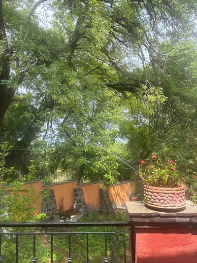 The image shows an outdoor scene in Cañada de Madero, Mexico. A stone and concrete stairway leads down from an elevated area. A wrought-iron railing runs alongside the stairs. A decorative flower pot containing red flowers sits on a concrete ledge near a red wall. Lush green foliage, including trees with long, slender leaves, surrounds the scene. The sky is partially visible through the leaves.