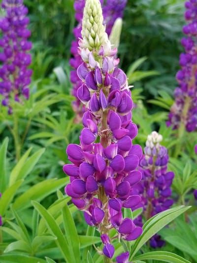 A close-up, eye-level shot captures a cluster of purple lupine flowers in Pankrushikha, Russia. The flowers are in full bloom, with a central stalk showcasing numerous individual blossoms arranged in a spike. The petals are a vibrant shade of purple, transitioning to a lighter, almost white hue at the tips and along the top of the stalk, where developing buds are visible. The leaves of the lupine are a lush green, fanning out from the base of the stalks and creating a soft, blurred background. The scene is dominated by the rich purples and greens of the flora.