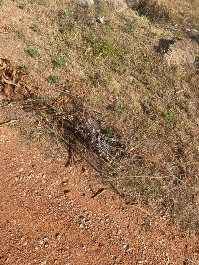 The media file depicts an outdoor scene on a bright, sunny day in Wauro Jabbe, Nigeria. The ground is a mix of dry, brown grass and reddish-brown soil with scattered small pebbles. A pile of dry twigs and leaves sits in the center of the frame, with some green shoots of grass and small plants emerging around it. The overall impression is one of a dry, somewhat neglected natural environment, possibly a field or roadside. There are no people or specific objects other than natural elements visible in the image. The lighting suggests it is midday.