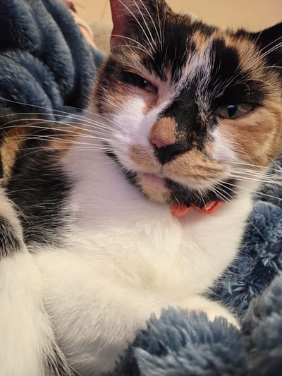 A close-up, high-angle shot of a calico cat with a red collar, resting on a soft, blue blanket. The cat's head is tilted, and it appears to be drowsy with one eye slightly open. The cat has white, black, and tan fur. The location is not discernible from the image and cannot be identified as Birmingham, United Kingdom.