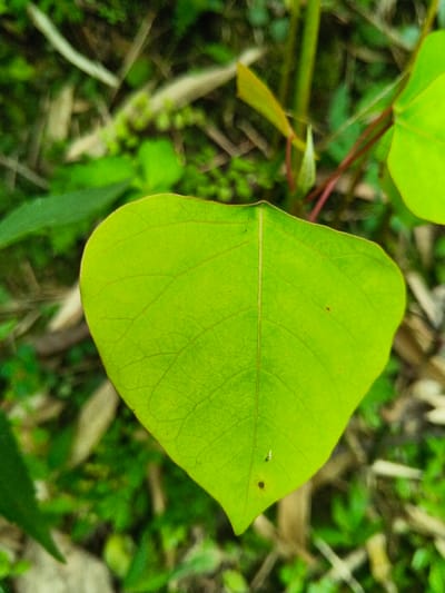 This image, captured in the city of Soibada, East Timor, presents a close-up, top-down view of a single, vibrant light-green leaf, centrally positioned. The leaf is broad, with a rounded, slightly ovate morphology, displaying prominent reticulate venation and a distinct central midrib. A reddish-brown petiole is visible connecting the leaf to a main stem, also reddish-brown, from which new green growth or buds are emerging above the leaf. The leaf surface exhibits a small, dark, punctate mark on its lower right quadrant and a tiny, pale, elongated speck near its bottom edge. The background consists of heavily blurred, out-of-focus green and light brown vegetation, consistent with an outdoor natural environment featuring ground cover and other plant material.