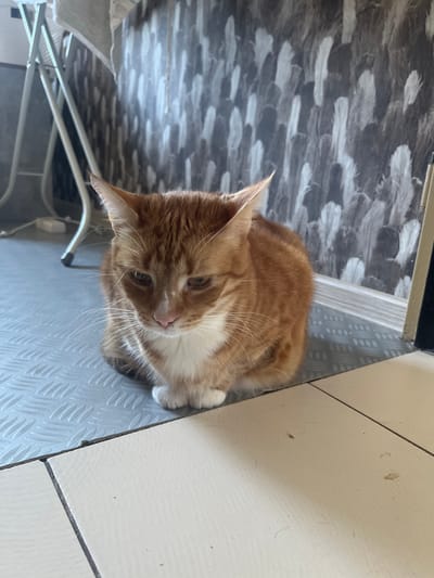 An orange and white cat sits on a gray diamond plate floor, facing forward with its head slightly bowed. The cat is positioned in the foreground, with a wall covered in a feather-like patterned wallpaper behind it. To the left, a portion of a white folding chair is visible. The floor transitions to lighter-colored tiles in the bottom right of the frame. There is no indication of the location being in Zabrze, Poland.