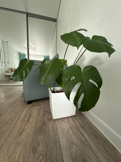 The image depicts an indoor scene, likely a living area, with a focus on a large Monstera plant in a white planter. The plant has several large, split leaves and is positioned on a wooden floor. In the background, a portion of a grey sofa is visible. To the left, a large mirrored wardrobe reflects the room, showing a glimpse of another area with a light fixture and teal curtains. The walls are painted white, and there is a white baseboard along the bottom of the wall. The flooring is a wood-look laminate. The scene does not contain any people or indicate any specific activity. The location in Veliky Novgorod, Russia, is not discernable from the visual information provided in the image.