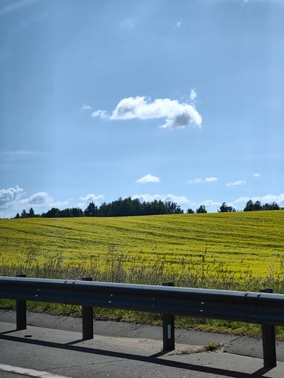 The image shows a vast field of yellow flowers, likely rapeseed, stretching across a rolling hillside under a bright blue sky with scattered white clouds. A dark green treeline forms the horizon behind the field, with power lines visible against the sky. In the foreground, a gray metal guardrail runs horizontally across the frame, separating the field from a paved road surface which is partially visible at the bottom. The scene appears to be captured from a roadside perspective, suggesting it might be located near a highway or main road within the Пятрышкаўскі сельскі Савет region of Belarus, likely during the summer season when the flowers are in bloom. No people or animals are visible in the image.