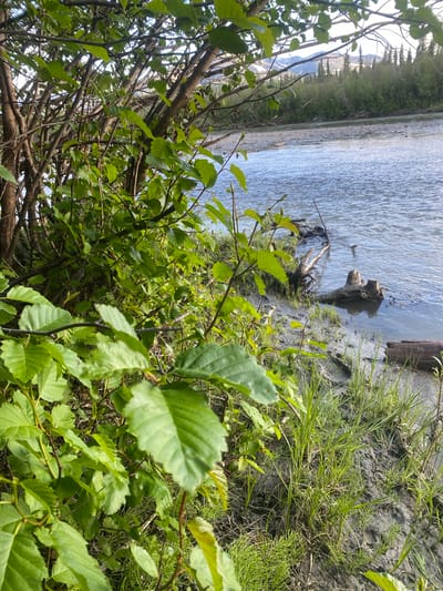 This image depicts a riparian environment along a riverbank in Haines Junction, Canada. The foreground is dominated by lush green foliage of trees and bushes, with branches extending into the frame. The river occupies the midground, its surface rippling under what appears to be natural light. The riverbed is stony, transitioning to a muddy bank with patches of grass and a few pieces of driftwood. In the background, a dense forest lines the opposite bank, with mountains visible in the distance under a bright sky. The scene is devoid of human presence.