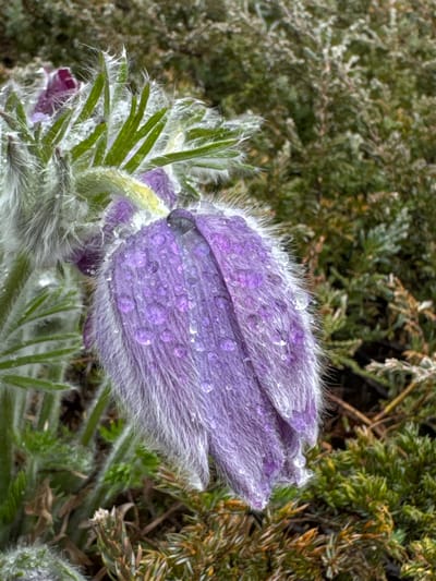 A close-up photograph shows a purple flower bud covered in water droplets, surrounded by green foliage. The plant has furry, silver-white hairs on its leaves and around the base of the bud. The background consists of green bushes or plants, slightly out of focus. The image was taken in Kurganinsk, Russia.