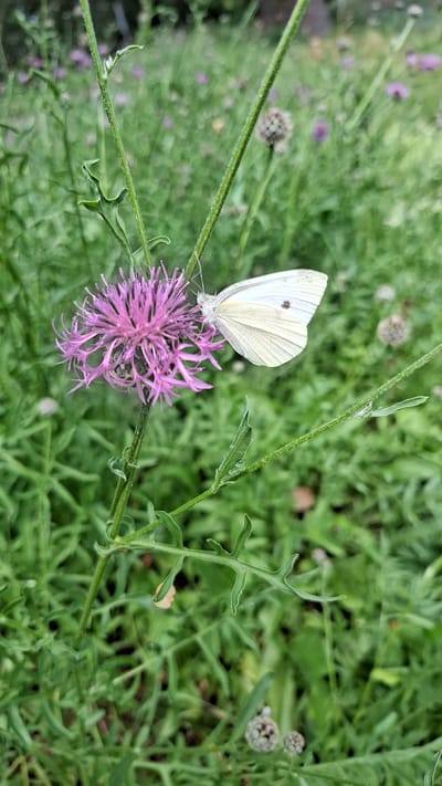 A close-up, high-angle shot captures a small, white butterfly with a dark spot on its right wing resting on a vibrant purple thistle-like flower. The butterfly is positioned slightly to the left of the frame, with its wings open, revealing intricate veins. The flower it is perched on is in sharp focus, showcasing its delicate, spiky petals and a darker center.
The background is a blur of lush green foliage, suggesting a natural outdoor setting, likely a garden or meadow. Scattered throughout the greenery are hints of other purple blossoms, and some closed buds that resemble small, spiky spheres. The overall impression is one of a peaceful, natural scene.
The lighting appears to be natural daylight, casting soft illumination and no harsh shadows, suggesting it could be daytime with overcast conditions or late afternoon. There are no visible signs of human activity or man-made objects, emphasizing the natural subject matter. No text is visible in the image. The context of Cologne, Germany, places this scene within a European urban or suburban environment, likely in a park or a private garden. The focus on the butterfly and flower evokes a sense of natural beauty and tranquility.