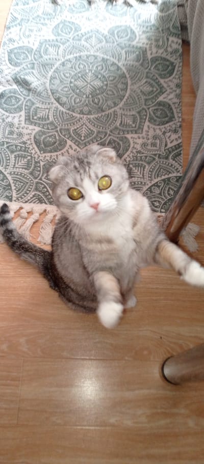 A Scottish Fold cat with striking yellow eyes is the subject of this image, captured indoors. The cat is a tabby mix of grey and white, with its distinctive folded ears prominent. It is sitting on a light brown wooden floor, with its body facing the viewer and its front paws outstretched as if reaching for something or someone. The background features a rug with a large, circular, mandala-like pattern in a muted green and white color scheme. To the right of the cat, a metal chair leg is partially visible, indicating the setting is likely a home. The lighting suggests it is daytime, but there are no strong indicators of the weather outside. The cat’s expression appears curious and engaging, with its large, luminous eyes fixed on the camera. There is no visible text in the image. The overall scene is domestic and intimate, focusing on the cat's playful and attentive demeanor.