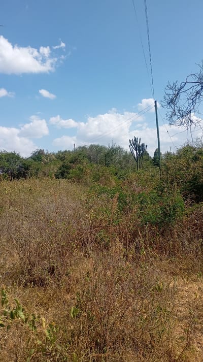 The image displays an outdoor landscape under a bright blue sky dotted with scattered white cumulus clouds. The scene is dominated by dense vegetation, with the foreground composed primarily of dry, light brown, and yellowish tall grass and small, withered shrubs, interspersed with some patches of greener foliage. The ground appears uneven and uncultivated.

In the mid-ground and extending into the background, the vegetation becomes denser and greener, forming a thick line of trees and bushes that stretch across the horizon. Prominently standing out in the mid-background, slightly to the right of the center, is a tall, multi-branched succulent plant, resembling a large cactus or euphorbia, with dark green, thick stems branching upwards.

Towards the right side of the frame, a wooden utility pole with several power lines strung across it extends upwards into the sky. These lines are visible cutting diagonally across the upper right portion of the image. A bare, dark-branched tree or large shrub extends from the far right edge into the sky, its intricate, leafless branches contrasting with the blue.

The overall impression is that of a rural or semi-rural, possibly dry or semi-arid environment, under clear daylight conditions. No human activity or specific event is depicted. The light suggests it is daytime, likely morning or afternoon, given the clear skies and apparent sun exposure.