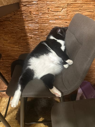 A black and white cat is sleeping on a dark gray upholstered chair. The cat is lying on its side with its legs stretched out. The cat's belly is white and fluffy. The chair is placed in front of a textured brown wall. The floor is a light brown color and appears to be made of wood or laminate. A dark metal chair leg is visible on the left side of the image, and another dark gray chair is partially visible in the foreground on the right. A purple object is visible on the floor beneath the chair where the cat is sleeping. The scene appears to be indoors. The location is in the city of Sayanogorsk, Russia.