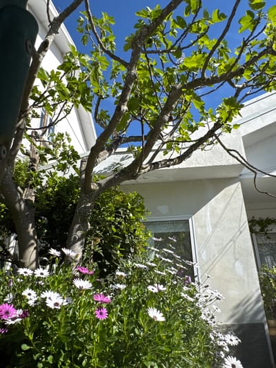 The image depicts a low-angle view of a building exterior. A tree with green leaves and bare branches dominates the left side of the frame, partially obscuring the blue sky. To the right of the tree, a section of the building is visible, featuring a white facade and a window. The window reflects the surrounding vegetation and sky. A dense cluster of green plants with white and purple flowers occupies the right side of the image. The scene appears to be shot in Mirandela, Portugal, as requested.