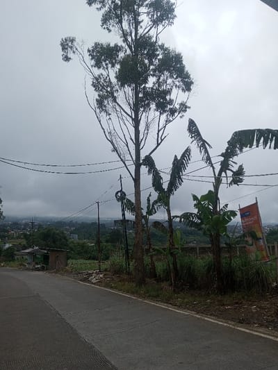 The scene depicts an outdoor, roadside environment in Pacet, Indonesia, under an overcast sky. A two-lane asphalt road, exhibiting visible wear, occupies the lower left section of the frame, receding towards the midground. To the left of the road, a small, dark, rectangular building with a green door and brown walls is situated, adjacent to cultivated ground. The right side of the road features a dirt shoulder, beyond which stands a cluster of vegetation and structures. A prominent, tall, slender tree with a green, sparse canopy dominates the central upper frame, flanked by several banana trees with visibly tattered leaves on the right. Multiple utility poles support an array of black overhead power lines that traverse the midground horizontally. An orange and white vertical banner, partially visible on the right, displays text including "BSI Greja 3" and "Investasi Kuli." In the distant midground, a sprawling urban or semi-urban area with numerous buildings is discernible in a valley, partially obscured by atmospheric haze or low clouds. Forested hills rise on the horizon behind the distant settlement. No individuals or vehicles are present in the image.