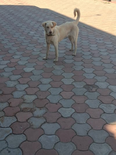 The image shows a light-colored dog standing on a patterned walkway. The walkway is made of interlocking paving stones in alternating shades of red and gray. A shadow from the left suggests it is daytime, likely sunny. The dog is facing to the left, with its head turned slightly towards the camera. It has a dark collar. The dog's tail is curled upwards. The background on the left appears to be a wall or a paved area with a brick-like texture, also in a lighter tone. The overall scene is outdoors, and the weather appears to be clear. There is no visible text in the image. The location context provided is Donetsk, Ukraine, though there are no specific visual cues in the image to confirm this.