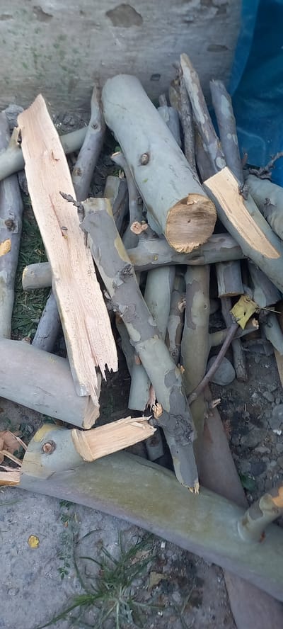 The media file shows a pile of cut branches and logs on the ground. The branches are of varying thicknesses and lengths, with some appearing to be rough-cut. The bark on many of the branches is a light greyish-blue, with patches of darker grey and some peeling. The exposed wood on the cut ends is a lighter, yellowish-brown color. A few of the branches have small twigs or protrusions. The ground beneath the branches appears to be a mixture of dirt, small stones, and some dry leaves. There are also tufts of green grass growing in some areas. In the upper left corner, a portion of a blue tarp is visible. The overall scene suggests that the wood has been cut for firewood or some other practical purpose. The lighting indicates it is daytime, and there are no explicit indicators of the weather. The location context provided is Fergana City, Uzbekistan. No people or visible text are present in the image.
