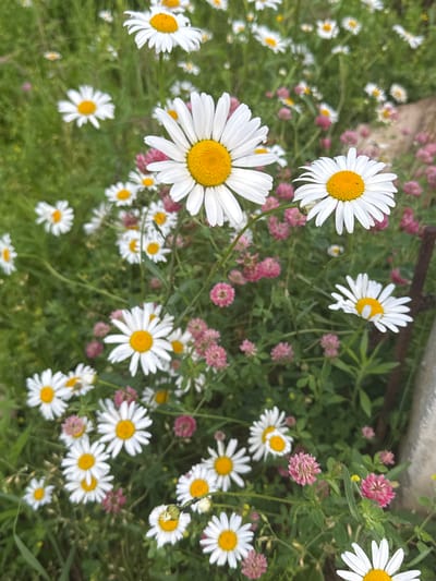 The image displays a close-up view of a field of white daisies with yellow centers, interspersed with clusters of small pink flowers, likely clover. The daisies are the dominant subject, with several in sharp focus in the foreground and midground, their white petals fanning out from bright yellow discs. The background is a blur of green foliage and more scattered daisies and pink flowers. A rusty metal pole is visible on the right side of the image, partially obscured by the plants. The overall impression is of a natural, overgrown meadow. The location is the city of Volokolamsk, Russia. There are no people or animals present in the image.