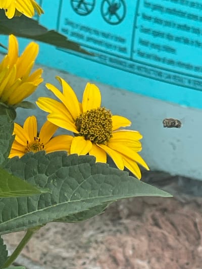 The image shows a close-up of yellow flowers with a bee flying in the background. The flowers are in focus, with detailed petals and a central disc. The bee, a small, dark-colored insect, is slightly out of focus and is positioned to the right of the main flower. In the background, there is a blurred turquoise surface with some text and symbols, suggesting it might be a sign or packaging. The foreground features a large, textured green leaf, partially obscuring some of the flowers. The overall setting appears to be outdoors, likely in a garden or park. There is no identifiable information in the image that would indicate its location in Kremenchuk, Ukraine.
