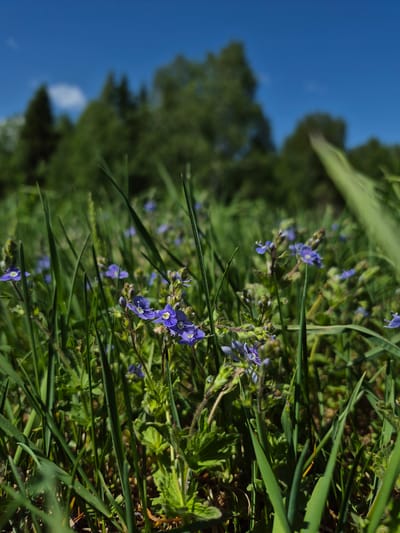 The image shows a ground-level view of grass and small blue flowers, likely in a natural or cultivated area. The background shows trees and a blue sky, indicating an outdoor location. The location is Дойная, Russia. The image lacks human presence or actions. The focus is on the flora and the natural environment.
