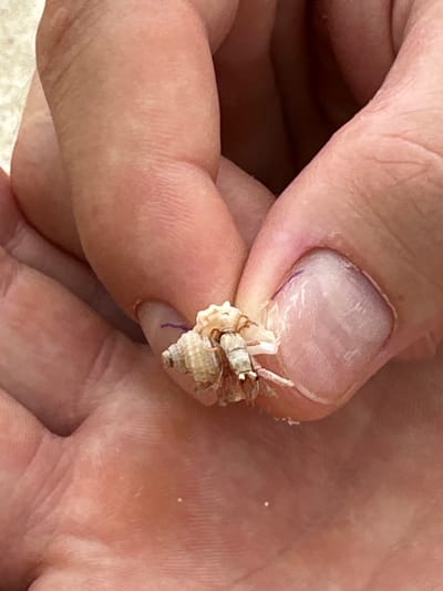 A person's fingers hold a small hermit crab in its shell. The thumb has a dirty or damaged nail with what appears to be dried skin debris around it. The skin on the hand is wrinkled and shows signs of aging. A portion of a foot is visible in the background. While the location is said to be Nusa Dua, Indonesia, there are no contextual clues in the image to verify this.