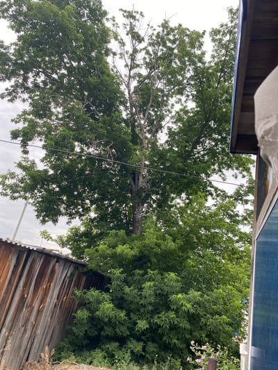 In the city of Әуезов ауылдық округі, Kazakhstan, a large, mature tree with dense green foliage dominates the center of the frame. The tree's branches extend across the sky, which is overcast with white clouds. A power line is visible stretched horizontally across the middle of the tree's canopy. To the left of the tree, a weathered wooden fence, constructed of vertical planks of varying shades of brown and gray, leans at an angle. The fence appears old and somewhat dilapidated. To the right of the tree, a portion of a structure is visible, featuring a wooden roof edge with visible beams and siding that is partly blue. Some small pink flowers are blooming near the base of the tree and fence. The overall scene depicts a somewhat rustic outdoor setting.