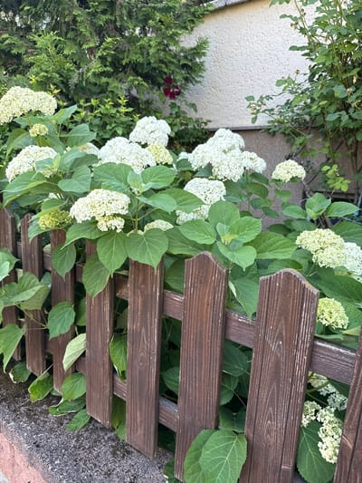 This media file depicts a garden scene, likely in Rathenow, Germany. The primary subjects are white hydrangeas with lush green foliage, intertwined with a dark brown wooden lattice fence. The fence is constructed from horizontal slats with a slightly angled, decorative top edge. In the background, a textured light-colored wall and a darker stone surface are visible, along with greenery from other plants, including what appears to be a conifer on the left and hints of a red flower. The scene is well-lit, suggesting it was captured during daylight hours, with no indication of specific weather conditions. There is no visible text within the image. The overall impression is a peaceful, natural setting, showcasing the beauty of the hydrangeas against the rustic wooden fence.