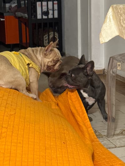 Two French Bulldogs are interacting on an orange, textured surface, likely a blanket or cushion. The dog on the left is fawn-colored and wearing a yellow shirt. The dog on the right is black and white. They are close to each other, with their heads touching and tongues slightly extended, suggesting an interaction such as sniffing or play. In the background, a shelf unit with various items, an orange cabinet, and a light-colored draped object are visible. The floor appears to be tiled. The scene is indoors, with soft lighting. There is no indication of the specific location within San Benedetto del Tronto, Italy.