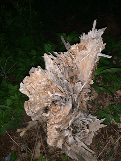 A close-up, overhead shot shows a dry, splintered tree stump with a rough, textured surface. The stump is light brown and gray, with many jagged edges and broken pieces of wood sticking out in various directions. It is surrounded by lush green foliage and dark soil. The lighting is dim, suggesting it may be nighttime or a shaded area. There are no people or visible actions in the scene, which appears to be a natural, outdoor environment in Kuru Karama, Nigeria.