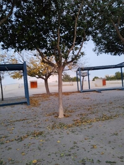 The image captures an outdoor paved area, likely a courtyard, park, or school ground, in Torre Pacheco, Spain. The ground is extensively covered with scattered fallen leaves, varying in color from green to yellow and brown, suggesting an autumn season or a period of significant leaf shedding.
Several trees are prominent within the frame. A central tree with a light-colored, slender trunk and green foliage stands in the foreground. To its left, another tree displays distinctive yellow leaves or bare branches, reinforcing the impression of seasonal change. Additional trees with green canopies are visible at the top and right edges of the image.
Two open-frame, blue or grey metallic structures, resembling shelters or pergolas, are positioned on either side of the middle ground. In the background, partially visible between and behind the trees and structures, is a light-colored building or wall. This building features at least two distinct rectangular sections of orange-red, which could be doors, painted panels, or structural elements.
The sky is a soft, pale blue, suggesting either early morning or late afternoon light, as there are no harsh shadows. The overall lighting is diffuse and gentle. The scene is devoid of people or any discernible activity, conveying a quiet and static atmosphere. No visible text is present in the image. The setting appears calm and reflective, marked by the presence of fallen leaves and the subdued natural light.