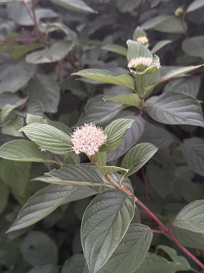 This media file features a close-up view of a plant with numerous small, white flowers clustered together and surrounded by green leaves. The flowers are delicate and appear to be in bloom. The leaves are elongated with visible veins and have a slightly muted green hue, suggesting they might be a bit older or perhaps in shade. A reddish stem is visible, adding a touch of contrasting color. The background is a soft blur of more foliage, indicating the plant is part of a larger greenery, possibly a bush or tree. The overall impression is one of natural beauty and tranquility. There is no visible text, and the time of day and weather are not discernible. The setting is implied to be outdoors, likely in a garden or natural environment. The location context provided is Krefeld, Germany.