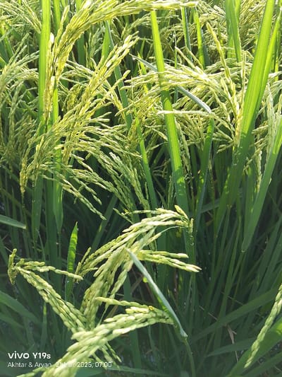 The image shows a close-up of rice plants in a field located at coordinates -6.418 latitude and 107.979 longitude in Anjatan, Indonesia. The plants are green with yellow rice grains forming at the top. Sunlight shines on the plants. The image was taken on March 21, 2023, at 07:00.  The image is clear and in focus, and the resolution is good.  The image is well-lit and there are no visible obstructions or distortions.  The image was captured with a Vivo Y19s phone.  The image's metadata suggests that the image was captured by Akhtar & Arvan.