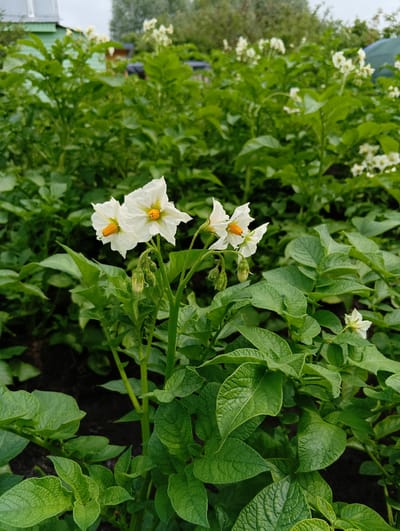The image depicts a close-up view of potato plants in bloom in a garden setting. In the foreground, several white potato flowers with yellow centers are visible, some in full bloom and others as buds. The leaves of the potato plants are a vibrant green and appear healthy. The background is filled with more potato plants and foliage, creating a lush green environment. A glimpse of a light-colored building with a corrugated roof and some trees can be seen in the far background, suggesting a rural or semi-rural location. The overall scene is one of natural growth and cultivation. The location is identified as Doschatoye, Russia, likely a garden or agricultural plot within the village.