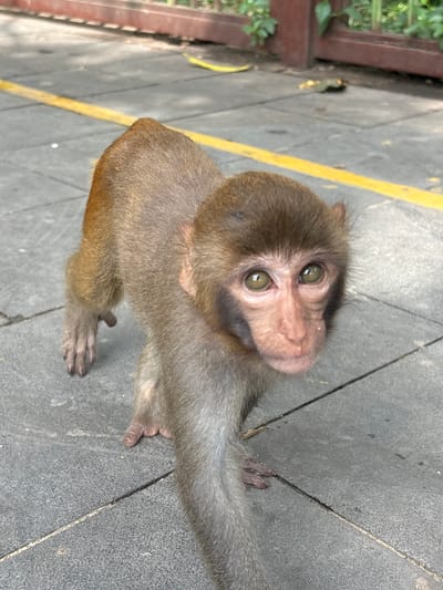 A young monkey with light brown fur and large, curious eyes is captured in a close-up shot. The monkey is walking on a paved surface, likely a path or sidewalk, marked with a yellow line. In the background, a reddish-brown fence with vertical slats is visible, behind which some green foliage can be seen. The ground is made of gray, textured paving stones. The monkey's gaze is directed towards the camera, and its expression appears inquisitive. The overall scene suggests an outdoor environment, possibly a park or a tourist area in Nanwan Village, China.