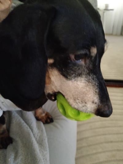 A close-up, side-profile shot captures a Dachshund dog with a black and tan coat holding a bright green, hollow, spherical toy in its mouth. The dog's head is angled downwards, with its large, floppy ears obscuring part of its face. Its eye is visible, reflecting a faint light. The dog's snout is resting on a light gray, textured blanket or towel. In the blurred background, a light-colored wall or curtain is visible, along with vertical lines suggesting a patterned surface or blinds. The lighting is soft, coming from the right side of the frame, casting a shadow on the dog's face. The environment appears to be indoors, likely a home setting. No specific location in Odintsovo, Russia can be determined from the image.