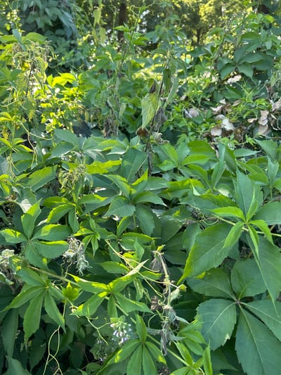 A close-up, overhead shot captures a dense thicket of lush green Virginia creeper (Parthenocissus quinquefolia) vines. The leaves are vibrantly green and glossy, with some showing serrated edges and prominent veins. Sunlight filters through the foliage, creating areas of bright illumination and dappled shadows. Several vines exhibit the characteristic five-leaflet arrangement of this plant. Interspersed among the green leaves are some dried, brown, and withered leaves and stems, indicating a mix of growth stages or perhaps some dead plant material. In the lower right portion of the image, a cluster of small, pale purple flowers is visible, likely belonging to the Virginia creeper or another plant within the undergrowth. The background is a blur of more green foliage and hints of darker branches, suggesting a naturalistic setting. This scene is located within the Hofgarten, a large public park in the city of Düsseldorf, Germany.
