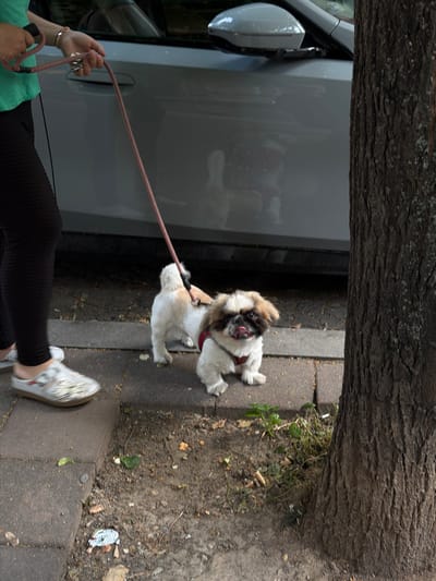 The image depicts an outdoor urban scene in the Vracar Urban Municipality, Serbia. A person, partially visible on the left, is walking a small dog on a leash.
The person's torso, arms, and left leg are visible. They are wearing a light green top, black textured leggings, and white, patterned slip-on shoes. Their hands hold a pink/reddish braided leash, with a set of keys also held in the right hand. A bracelet is on their right wrist.
The dog, a small breed with light-colored fur and brown markings on its face and ears, is positioned on the sidewalk in the center-right. It wears a red harness, to which the leash is attached. The dog has a flat face, prominent eyes, and its tongue is slightly extended. It is looking towards the viewer.
Behind the person and dog, a light-colored sedan (possibly silver or light grey) is parked, with its side and rear-view mirror partially visible. A tree with dark, rough bark occupies the right side of the frame, obscuring part of the car and the background. The ground consists of concrete or stone pavers forming a sidewalk, adjacent to a dirt patch containing scattered leaves, small plants, and debris, including what appears to be cigarette butts.
