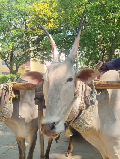 A medium, close-up shot depicts a pair of harnessed oxen standing outdoors in Puttaparthi, India. The head of the ox closest to the camera is angled upward, showcasing its long, sharp horns against a backdrop of green trees and yellow blossoms. The ox's head is primarily pale with prominent ears, and it wears a decorative harness with a small bell. Another ox is partially visible below it. In the background, a man wearing a plaid scarf and blue shirt stands near the oxen. The environment suggests an urban or semi-urban setting in India.