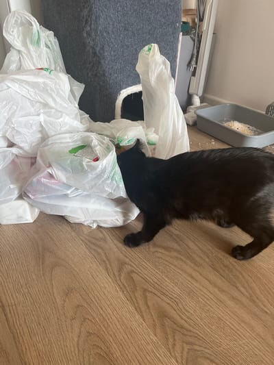 A black cat is investigating a pile of white plastic shopping bags on a light brown wooden floor. The bags are crumpled and piled in the center of the image. To the right of the bags, a gray litter box filled with white and purple litter is visible. In the background, a tall, grey, fuzzy object, possibly a cat tree or furniture, stands behind the bags. A portion of a white appliance, possibly a vacuum cleaner, is also visible in the background. The scene appears to be indoors, in a residential setting. The location of Kommunarka, Russia is not evident from the image itself.