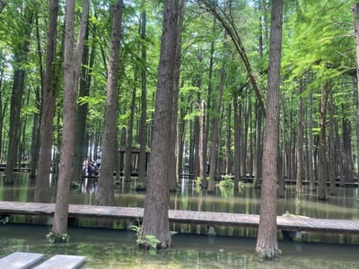 The image depicts a flooded forest in Xinghua, China. Numerous tall, thin trees are submerged in shallow water. Wooden walkways, partially submerged, crisscross the flooded area. People can be seen in the distance on the walkways and around a pavilion. The water reflects the trees and sky, creating a green and brown scene. The foreground features stone slabs at water's edge.