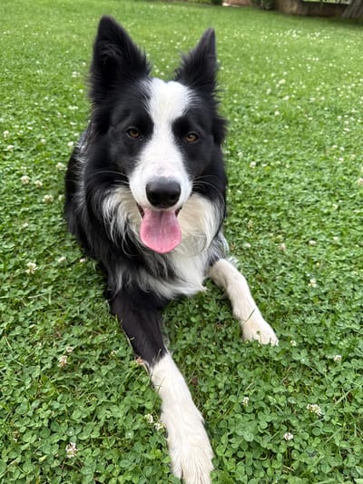 A black and white Border Collie dog is depicted lying on a verdant lawn in Berkovitsa, Bulgaria. The dog occupies the central foreground, oriented directly towards the viewer with its head slightly elevated. Its coat is characterized by black fur on its back, ears, and around its eyes, sharply contrasting with a white blaze on its forehead, a white muzzle, chest, underside, and all four paws. The dog's dark brown eyes are open and focused on the camera. Its mouth is open, revealing a pink tongue partially extended. Both ears are erect and pointed. The ground cover consists of dense green grass extensively intermingled with white clover (Trifolium repens), many of which are in bloom with small white flowers. The background is rendered with a shallow depth of field, displaying blurred green foliage and a faint, light-colored architectural element, consistent with an outdoor garden or residential yard. No human subjects or other prominent objects are present in the frame.