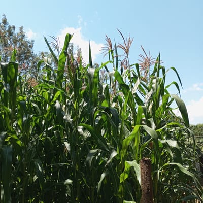 This image depicts a dense stand of mature corn (maize) plants under a bright, clear blue sky with scattered white cumulus clouds. The scene is located in Mahiakalo ward, Kenya.
The foreground and midground are dominated by numerous tall, green corn plants. Their broad leaves exhibit varied illumination, with some areas brightly lit by direct sunlight and others in shadow, indicating a sunny day. Many of the corn plants display prominent, light brown to reddish-brown tassels (male flowers) at their apexes.
In the upper left and center-left background, a cluster of deciduous trees with green and brownish foliage is visible, with some branches appearing bare. The background on the right is less distinct, likely showing distant vegetation or structures obscured by the corn.
A notable object in the lower right foreground is a textured, dark brown, cut tree stump or wooden post. No human subjects or animals are present in the image. The overall environment suggests an agricultural field or garden setting.