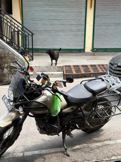 The image shows a motorcycle parked on an asphalt surface, with a dark-colored bird standing on a metal staircase in the background. The motorcycle is light beige and has a black seat, a luggage rack, and prayer flags attached to the handlebars. The license plate reads "DL 11PE 2135." The background features a corrugated metal gate and a brick wall. The sunlight suggests it is daytime. The presence of prayer flags and the location context of Dharamshala, India, indicate a religious or cultural setting. The overall scene is calm and appears to be outdoors. The text visible in the image includes "ROYAL ENFIELD," "HIMALAYAN," "RIDOX," and license plate details.