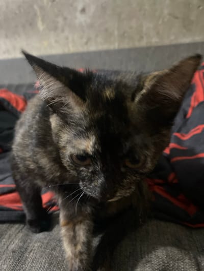 A close-up, overhead shot shows a tortoiseshell cat resting on a gray, textured surface, possibly a couch. The cat's fur is a mix of black, brown, and lighter patches, creating a mottled appearance. Its large ears are prominent, with the left ear tilted upwards. The cat's face is in sharp focus, revealing its amber-colored eyes and delicate whiskers. The cat is partially obscured by a dark fabric with red stripes, which appears to be a blanket or clothing. The background is blurred, but suggests an indoor setting with a neutral-toned, possibly concrete, floor on the left. The lighting is dim, indicating it might be nighttime or a dimly lit room. No visible text is present. The overall mood is relaxed and intimate, capturing a moment of quiet repose for the feline.