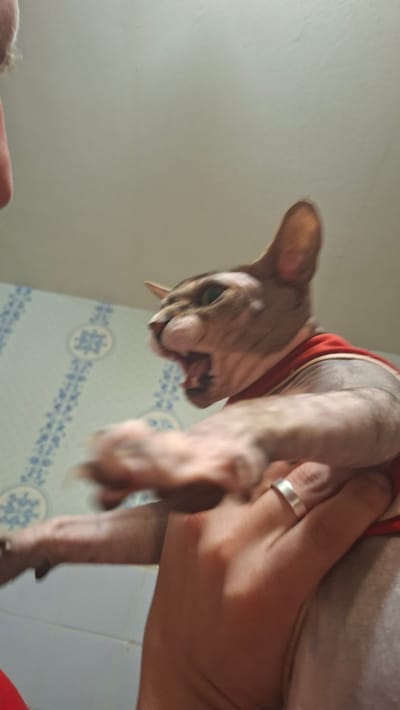 An extreme close-up, low-angle shot captures a Sphynx cat with its mouth open in a hiss or meow. The cat is wearing a red garment around its neck and upper body. Its paws are outstretched, and the image is blurry, suggesting movement. A human hand, wearing a silver ring on the ring finger, is visible holding the cat. The background appears to be a wall with light blue wallpaper featuring a white floral or geometric pattern. The ceiling is visible at the top of the frame. The lighting is overhead and appears artificial. The setting is indoors, possibly a bathroom given the wallpaper style, though no other bathroom fixtures are clearly visible. The location is identified as Забалоцкі сельскі Савет, Belarus.