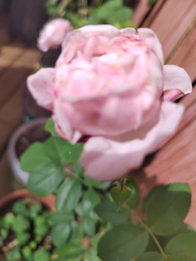 A close-up, slightly blurry photograph captures a delicate pink rose in full bloom, its petals unfurling in soft layers. The rose is the central subject, rendered in pastel pinks with subtle hints of deeper pink markings scattered across its surface. Behind the rose, out of focus, is a wooden surface, possibly a deck or fence, with prominent vertical planks. To the left and bottom of the frame, glimpses of green foliage and parts of terra cotta pots suggest an outdoor garden setting. The lighting indicates it might be daytime, possibly late afternoon or early evening, as there are soft shadows and a diffused light. The overall mood is tranquil and serene, emphasizing the natural beauty of the rose. No people or text are visible in the image.