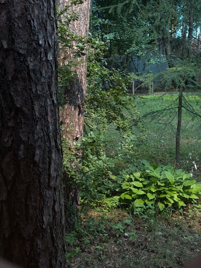 This is a photograph taken in the city of Udelnaya, Russia, depicting a wooded area with a corrugated metal fence in the background. In the foreground, the bark of a large tree dominates the left side of the frame, with its rough texture and dark brown color. To the right of this tree, another tree trunk is visible, lighter in color and with a more textured surface. Lush green foliage, including a dense cluster of hosta plants with large, broad leaves, fills the middle ground. Scattered among the greenery are a few delicate purple flowers on thin stems. The ground is covered with pine needles, dry leaves, and patches of grass. Behind the foliage, a weathered corrugated metal fence runs horizontally across the image, partially obscured by trees and branches. A small wooden structure, possibly part of a fence or support, is visible near the fence. The overall scene suggests a natural, somewhat overgrown outdoor environment within or adjacent to a residential area. The lighting indicates it is daytime, with sunlight filtering through the trees, creating dappled shadows. No people are present in the image.