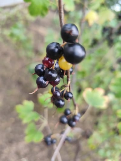 The image shows a close-up of a black currant bush with several ripe berries and one unripe yellow berry. The berries are clustered on thin stems, some with attached sepals. The background is blurred, showing green leaves and a neutral-colored ground. The focus is on the berries, which appear shiny and have a smooth surface. There is no indication of human presence or activity in the image. The location in Beglaya, Russia, is not determinable from the visual information provided.