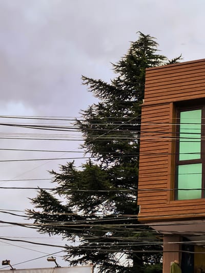 In Charnali, Georgia, the image depicts a building with brown wooden siding and a large green-tinted window, adjacent to a dense evergreen tree. Multiple dark electrical wires crisscross the scene, obscuring parts of the tree and the building. The sky is overcast and gray. In the lower right corner, a person wearing a green coat is visible. The composition suggests an urban environment with a mix of natural and man-made elements.