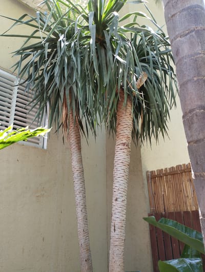 In Zikhron Yaakov, Israel, two palm trees with textured, segmented trunks stand prominently in front of a light-colored, stucco-like wall. The palm trees are tall and slender, with crowns of long, thin, green leaves that cascade downwards. To the left of the palm trees, a window with horizontal white blinds is visible, partially obscured by some greenery. To the right of the palm trees, a portion of another, thicker palm tree trunk is visible, with a rough, gray-brown texture. Further to the right, a short fence constructed of vertical bamboo poles and darker wooden planks forms a backdrop. In the foreground, large, glossy green leaves of another plant are visible, some appearing wet or reflective. The overall scene suggests an outdoor setting, likely a garden or courtyard, bathed in natural sunlight.