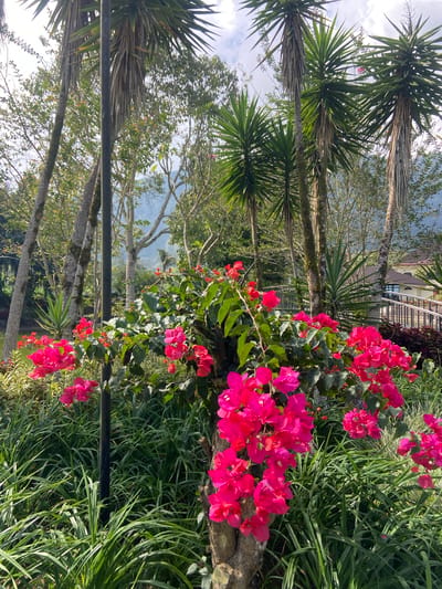 A lush garden scene is captured in this vertical, eye-level shot, likely in Sukasada, Indonesia, given the tropical flora. In the foreground, a cluster of vibrant pink bougainvillea flowers dominates the center, their petals a rich magenta hue. These flowers cascade from a woody plant, with green leaves interspersed amongst them. Surrounding the bougainvillea is a dense bed of tall, slender green grass, its blades reaching upwards. A dark, cylindrical pole, possibly a lamppost, stands vertically to the left of the bougainvillea.
Behind the flowers, several tall palm trees with their characteristic fronds are visible. Their trunks are rough and textured, with dried fronds hanging down. In the mid-ground, a glimpse of a building with a light-colored facade and a dark roof can be seen, accessed by a white railing and staircase. The background is a blur of green foliage and trees, with a hint of distant hills or mountains under a cloudy sky. The overall impression is one of a well-maintained, tropical garden environment.