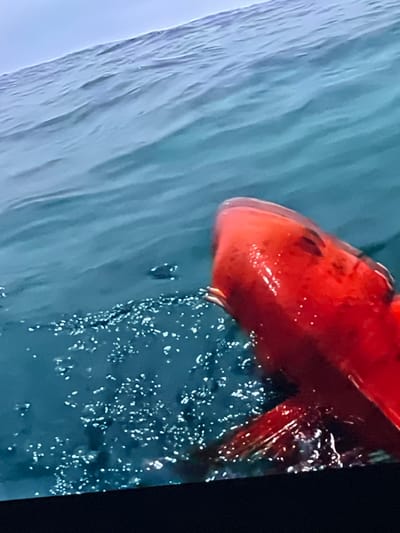 This image captures a vibrant red fish dramatically breaking the surface of the Atlantic Ocean, situated in the waters near Casablanca, Morocco. The prominent subject is a large, brightly colored red fish, its head and a substantial portion of its body visible, showing distinct motion blur indicative of rapid movement. Its visible left eye is dark, contrasting with the intense crimson hue of its body. The immediate water around the fish is highly agitated, displaying a multitude of frothy white and silver splashes and bubbles, which scatter light and suggest a struggle or powerful action. The surrounding ocean water is a deep blue-green, exhibiting visible ripples and wave patterns that dissipate towards the upper left portion of the frame, where a lighter, calmer expanse of pale blue likely represents the sky or distant horizon. A solid, dark band runs along the bottom edge of the image, characteristic of a display screen's bezel. No individuals or fishing apparatus are explicitly depicted, yet the fish's dynamic emergence from the water strongly implies a recent fishing interaction.